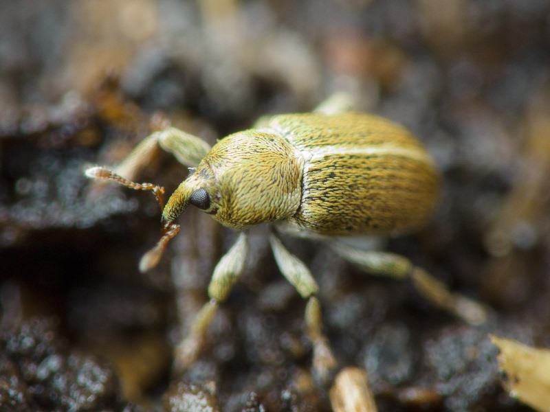 Tychius meliloti (Stephens, 1831)